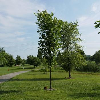 Ulmus propinqua 'Emerald Sunshine®' (164912)