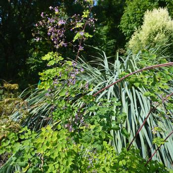 Thalictrum rochebrunianum var. grandisepalum '' (164913)