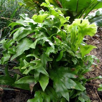 Polypodium punctatum 'Grandiceps' 