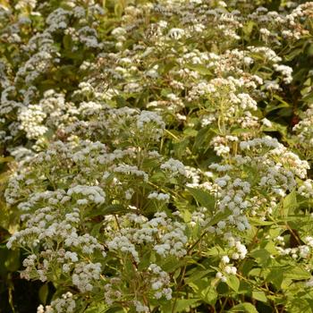 Ageratina altissima '' (164934)