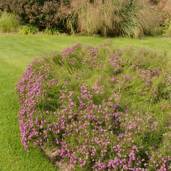 Vernonia lettermannii 'Iron Butterfly' (164937)