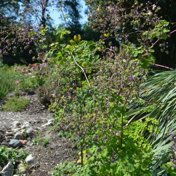 Thalictrum rochebrunianum var. grandisepalum '' (164981)