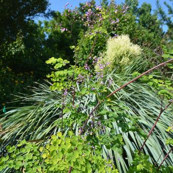 Thalictrum rochebrunianum var. grandisepalum '' (164982)