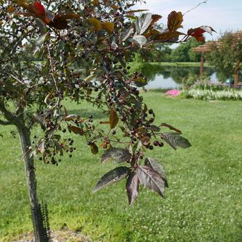 Malus 'Royal Raindrops®' (164987)