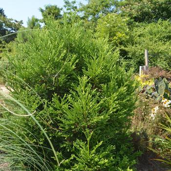 Cryptomeria japonica 'Gyokurya' (164996)