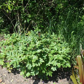 Paeonia suffruticosa 'Shima-Nishiki' (165000)