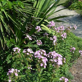 Phlox paniculata 'Thai Pink Jade' (165043)