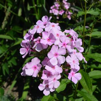 Phlox paniculata 'Thai Pink Jade' (165044)