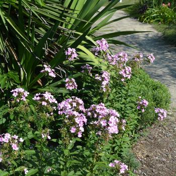 Phlox paniculata 'Thai Pink Jade' (165045)