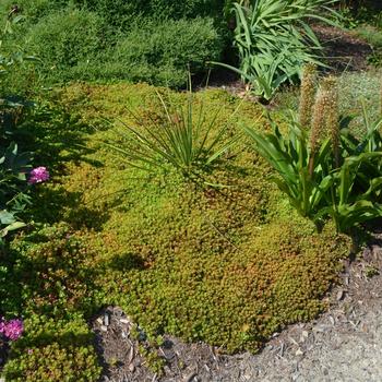 Sedum tetractinum 'Little China' (165049)