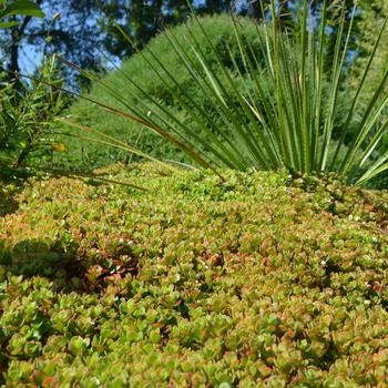 Sedum tetractinum 'Little China' (165051)