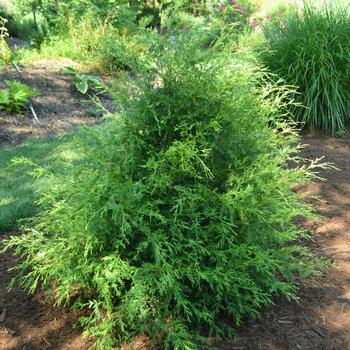 Chamaecyparis thyoides 'Webb Gold' (165057)