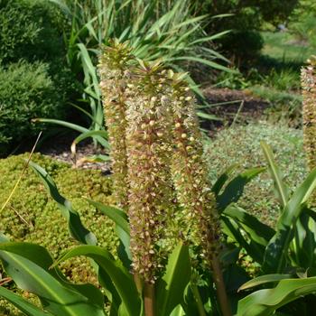 Eucomis comosa 'Tugela Gem' (165059)