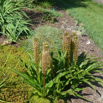 Eucomis comosa 'Tugela Gem' (165060)