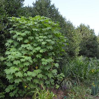 Hibiscus mutabilis 'Alma's Star' (165098)