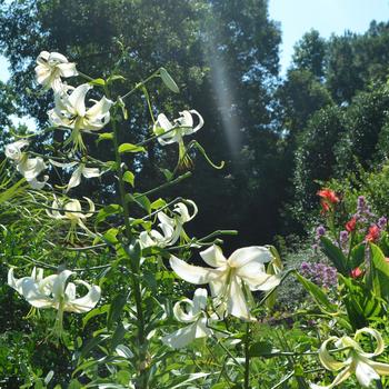 Lilium 'Silver Scheherazade™' (165102)