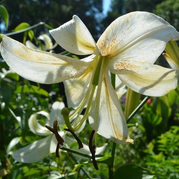 Lilium 'Silver Scheherazade™' (165103)