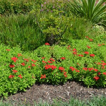 Verbena Lanai® Upright Scarlet '' (165106)