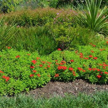 Verbena Lanai® Upright Scarlet '' (165107)