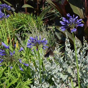 Agapanthus 'Navy Blue' (165109)