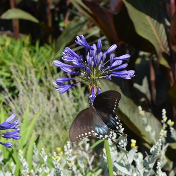 Agapanthus 'Navy Blue' (165110)