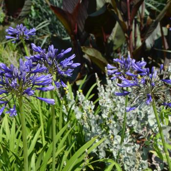 Agapanthus 'Navy Blue' (165113)