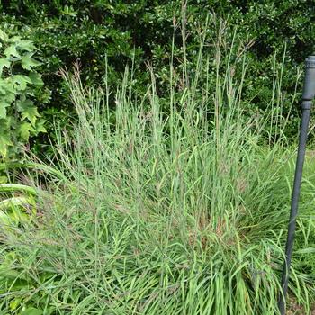 Andropogon gerardii 'Big Daddy' (165115)