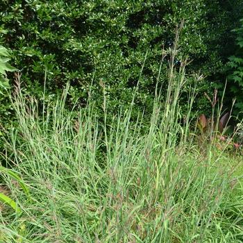 Andropogon gerardii 'Big Daddy' (165116)