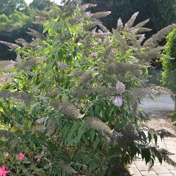 Buddleia 'Grand Cascade' (165164)