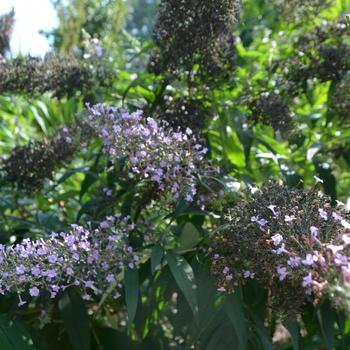 Buddleia 'Grand Cascade' (165165)