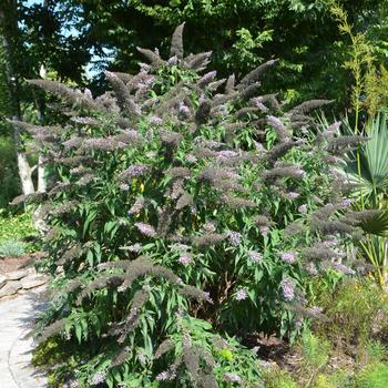 Buddleia 'Grand Cascade' (165166)