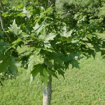 Acer saccharum 'Autumn Splendor' (165167)