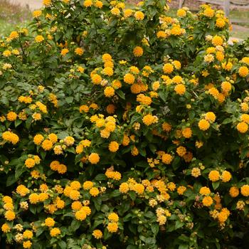 Lantana camara '' (165211)