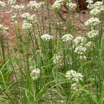 Allium ramosum '' (165214)