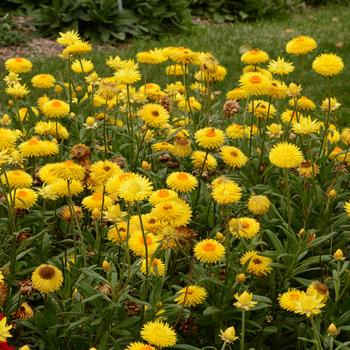 Bracteantha bracteata 'Granvia Gold' (165218)