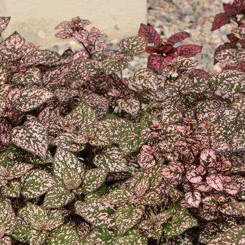 Hypoestes phyllostachya Hippo® 'Pink' (165219)