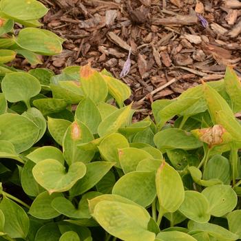 Hosta 'Teaspoon' (165225)