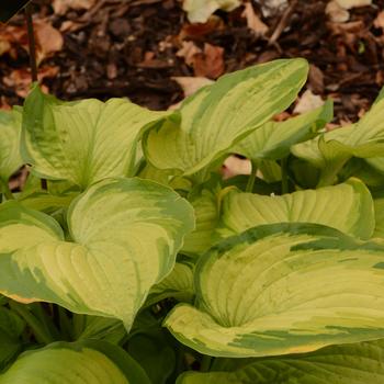 Hosta 'Old Glory' (165227)