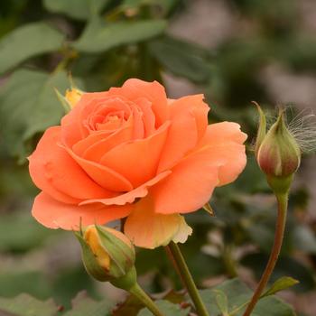 Rosa 'Caribbean' (165232)