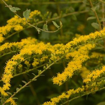 Solidago rugosa 'Fireworks' (165240)