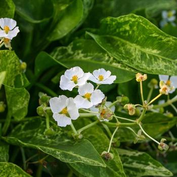 Sagittaria graminea 'Crushed Ice' 