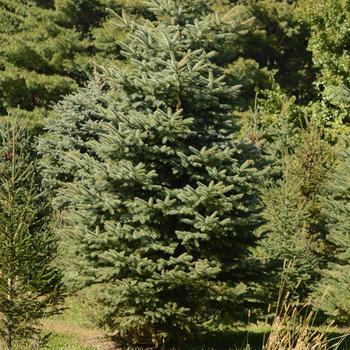 Picea pungens var. glauca '' (165530)