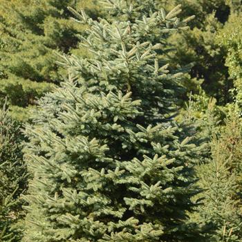 Picea pungens var. glauca '' (165531)