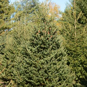 Picea glauca '' (165532)