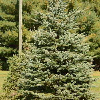 Picea glauca '' (165535)