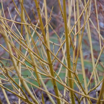 Cornus stolonifera Arctic Fire® Yellow '' (165614)