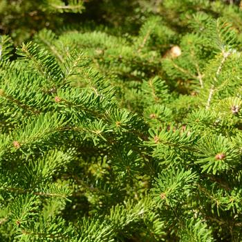 Abies koreana '' (165639)