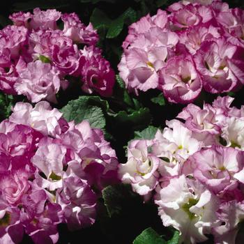 Primula acaulis Primlet® Lavender Shades '' (165741)