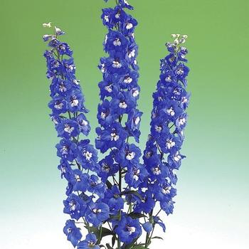 Delphinium elatum 'Aurora Blue' (165785)