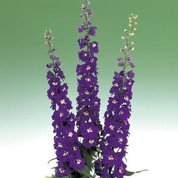 Delphinium elatum 'Aurora Deep Purple' (165787)